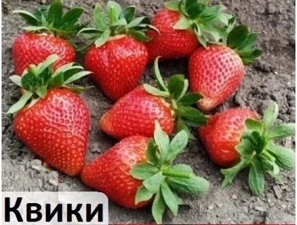 Клубника квики описание сорта фото отзывы садоводов Укорененные саженцы сортовой клубники. Сорта: сирия, хоней, квики, купчиха, джол