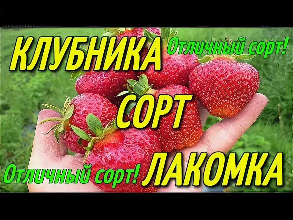 Клубника лакомка фото КЛУБНИКА СОРТ ЛАКОМКА/ОТЛИЧНЫЙ СОРТ! - YouTube