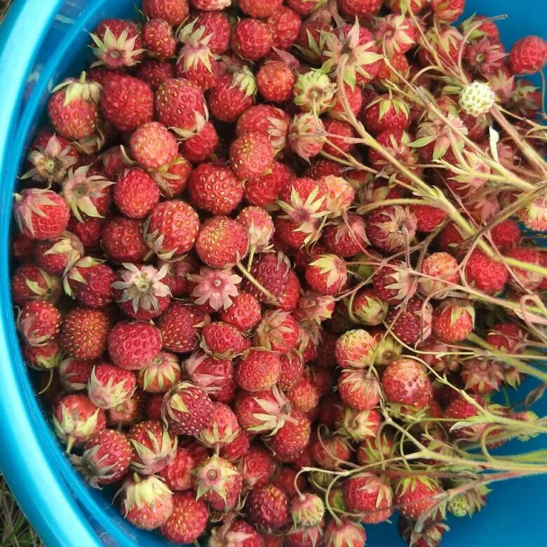 Клубника лесная фото Клубника лесная, крупная, спелая - купить в Красноярске, цена 150 руб., продано 