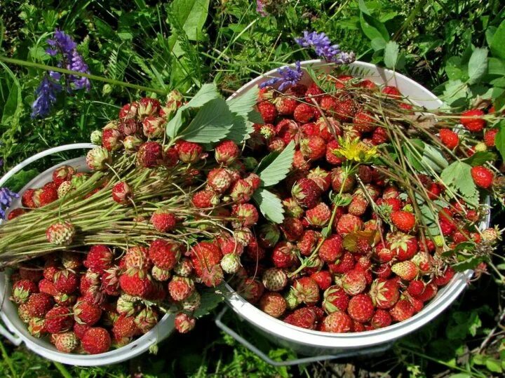 Клубника лесная фото Земляника и клубника - купить в Пензе, цена 100 руб., продано 14 июля 2017 - Про