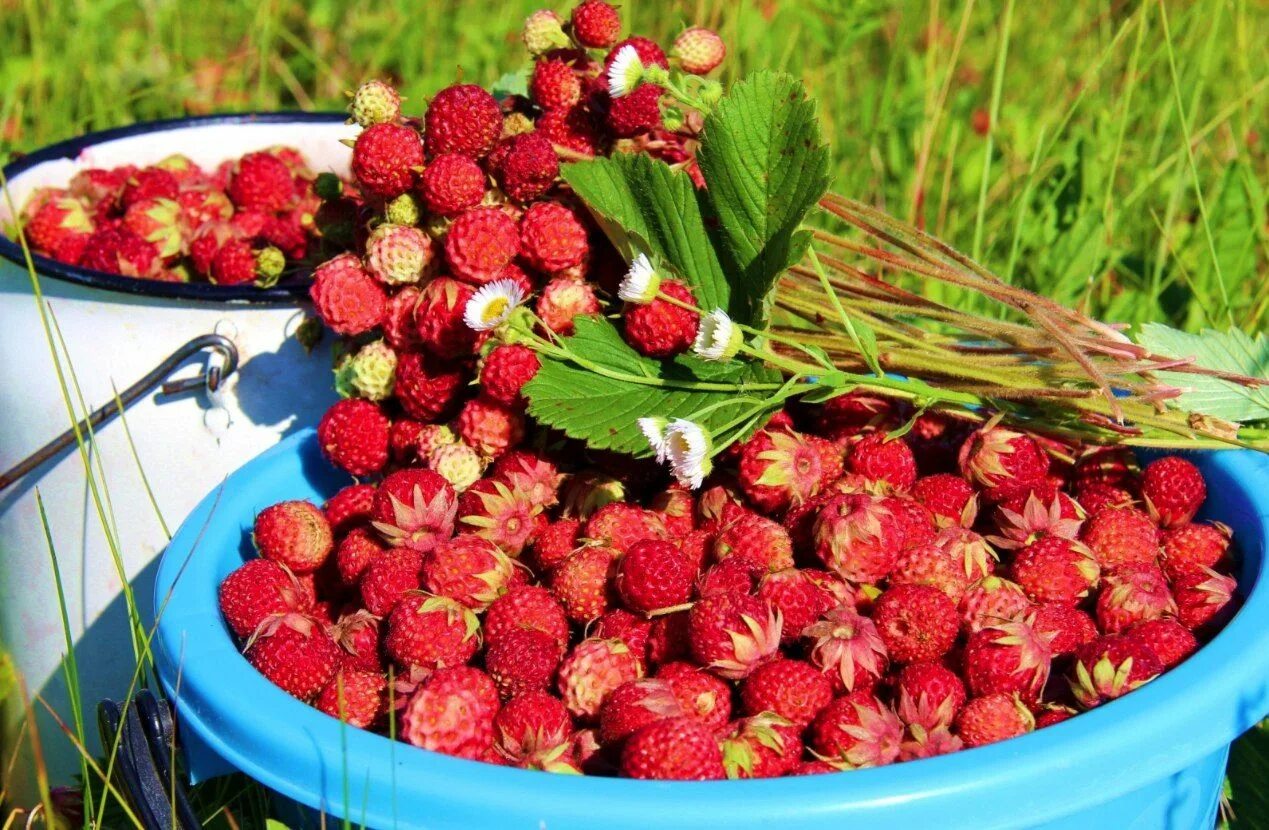 Клубника лесная фото Pin on Быстрое сохранение in 2024 Fruit, Strawberry, Food