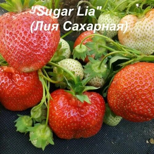 Клубника лия сахарная описание сорта фото Клубника "Лия" (Sugar Lia) КЛУБНИКА ШИКАРНЫЕ КУСТЫ РАННИЕ СОРТА. Плодово-ягодные