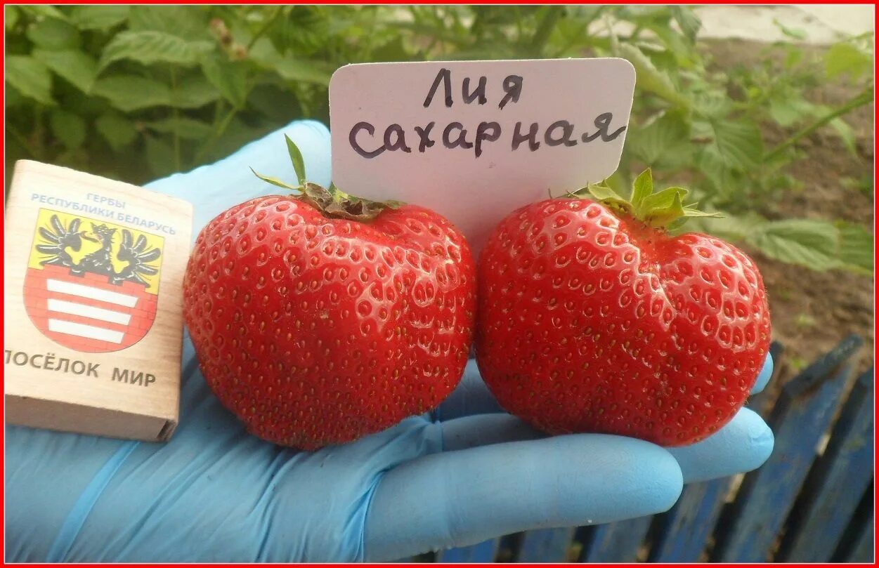 Клубника лия сахарная описание сорта фото Лия Сахарная Strawberry, Fruit, Apple