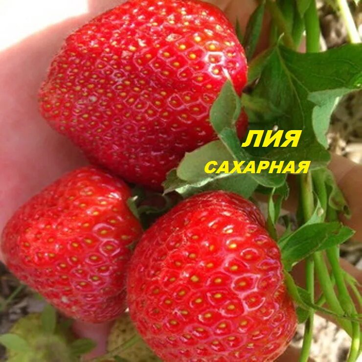 Клубника лия сахарная описание сорта фото отзывы ЛИЯ САХАРНАЯ саженцы клубники среднеранней. сладкая крупная купить за 2.80 бел. 