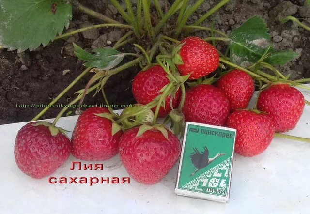 Клубника лия сахарная описание сорта фото отзывы Легендарные земляничные сорта августа! Дачная Коллекция