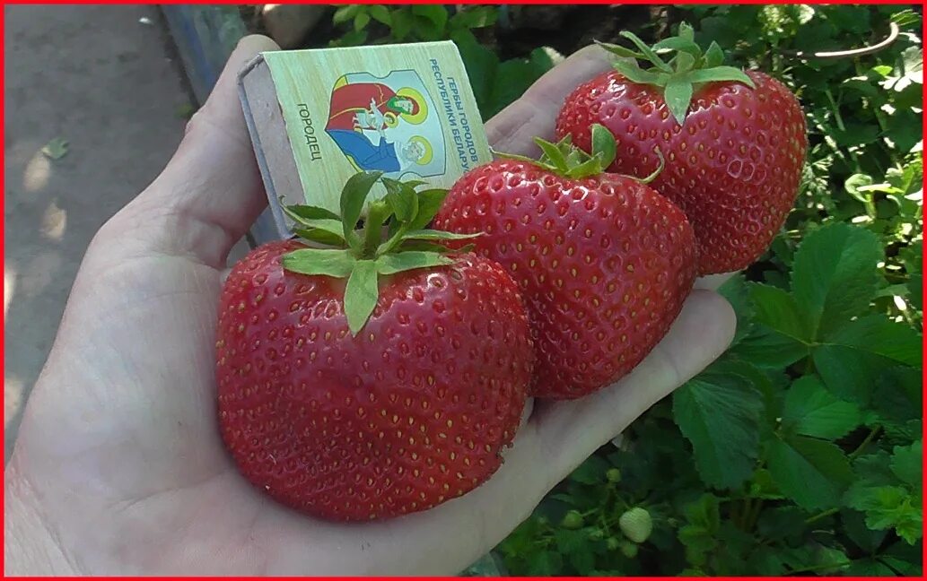 Клубника лия сахарная описание сорта фото отзывы Gariguette Сбор до 14/06 Срочно!!! Всего 2 дня! Предзаказ на август! Хиты и нови