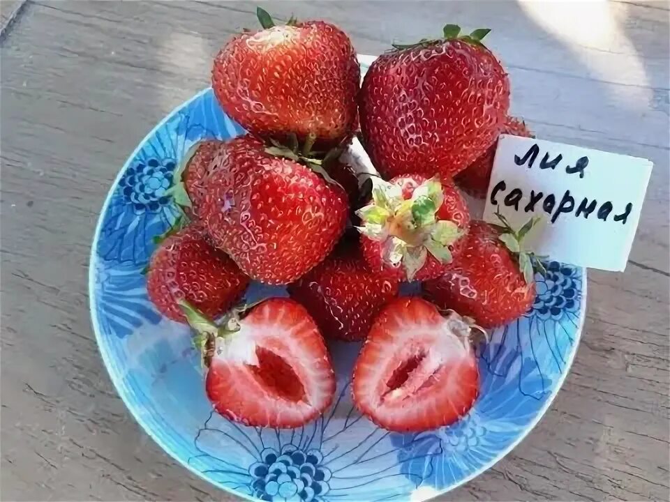 Клубника лия сахарная описание сорта фото отзывы Лия сахарная - клубника, описание сорта. (Итальянский сорт) - YouTube