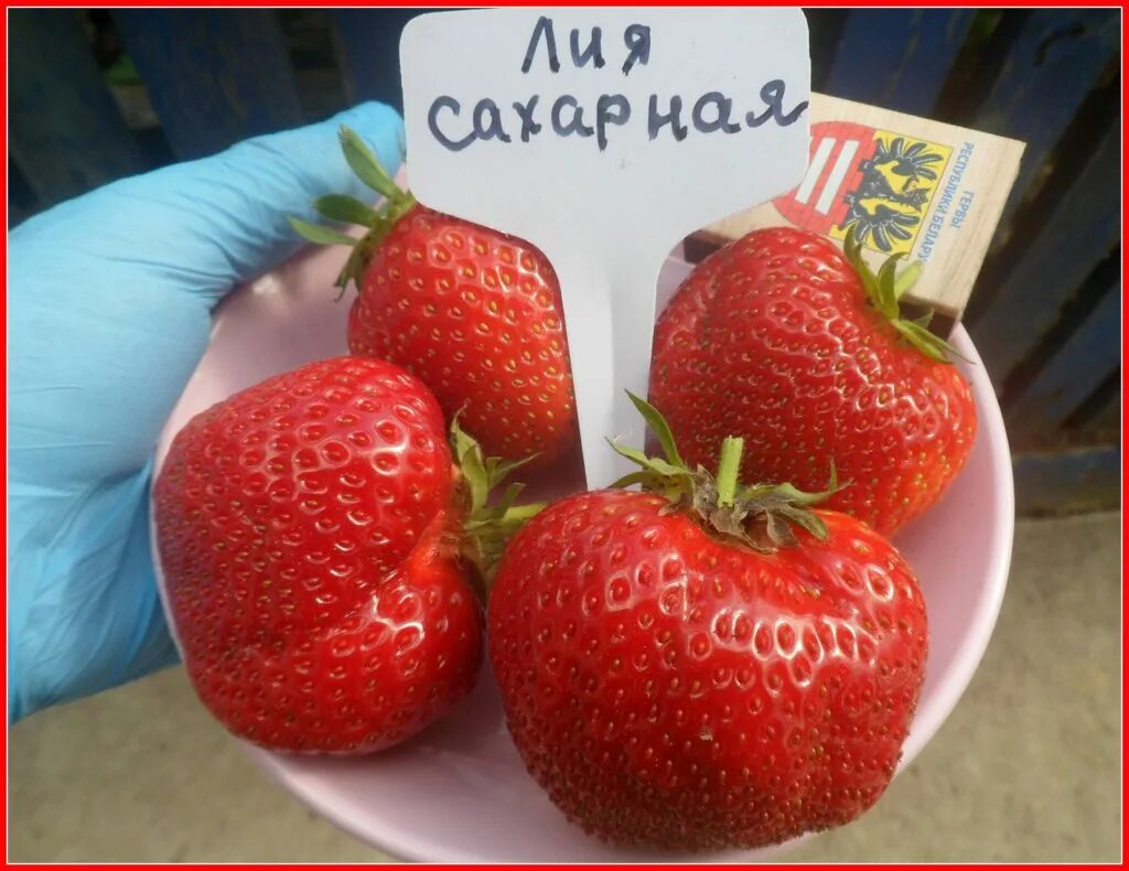 Клубника лия сахарная описание сорта фото отзывы Земляника Лия сахарная Питомник Егоршино