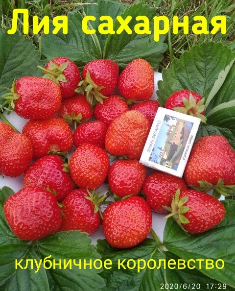 Клубника лия сахарная описание сорта фото отзывы Лия сахарная клубника описание сорта фото