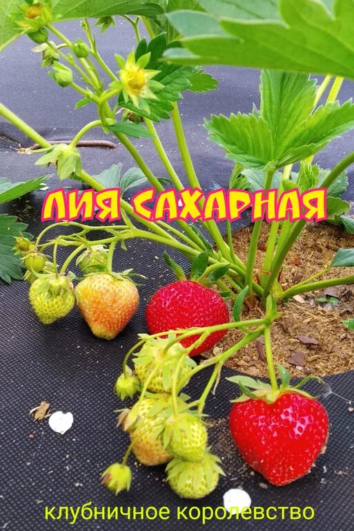Клубника лия сахарная описание сорта фото отзывы ЛИЯ САХАРНАЯ саженцы клубники (ОКС), цена в Минске от компании КЛУБНИЧНОЕ КОРОЛЕ