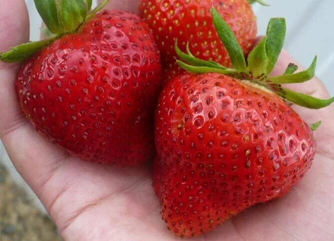 Клубника лорд описание фото отзывы садоводов Выращивание земляники. О вкусной и здоровой пище. Алтайский садовод Дзен