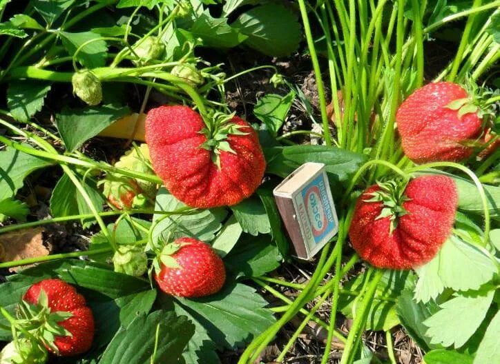 Клубника лорд описание фото отзывы садоводов Клубника Лорд - купить саженцы, выгодные цены Клубника Лорд в наличии в питомник