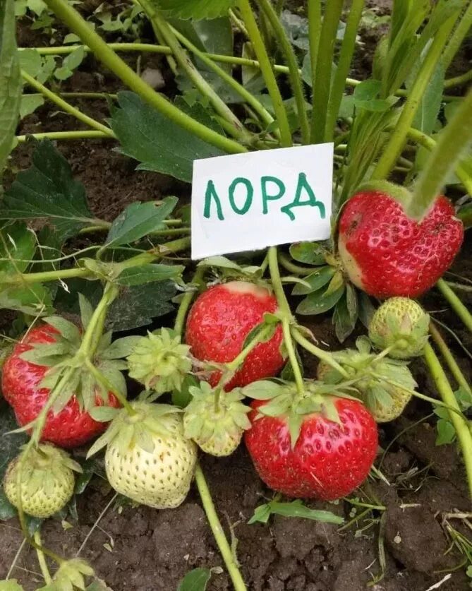 Клубника лорд описание фото отзывы садоводов Земляника Лорд 1 шт, Жареный Бугор