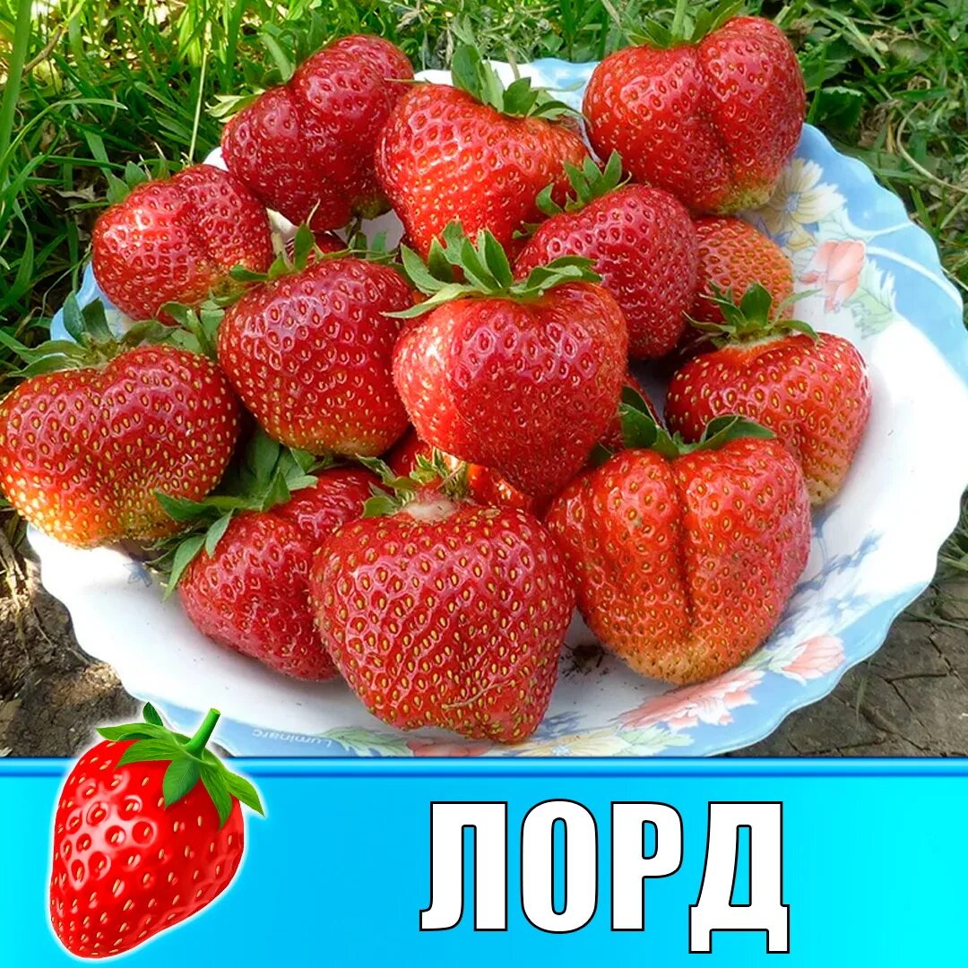 Клубника лорд описание фото отзывы садоводов Земляника (Клубника) Лорд в стаканчике купить в Самаре по цене 72 руб.