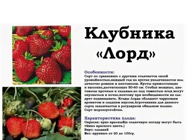 Клубника лорд описание фото отзывы садоводов Амулет клубника описание
