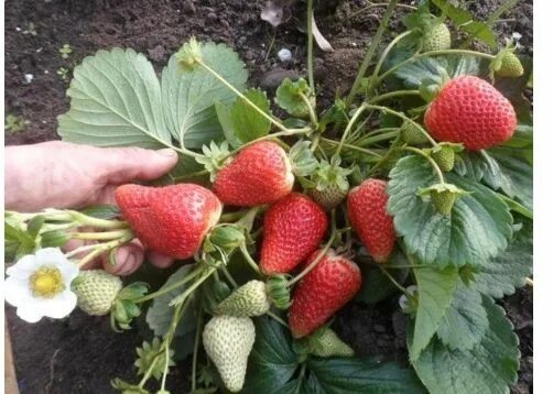 Клубника лючия фото отзывы садоводов Рассада саженцы ремонтантной клубники Альбион, виноград ,смородина: 80 тг. - Бау