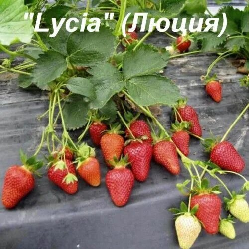 Клубника люция фото Клубника "Lycia" (Люция) КЛУБНИКА ШИКАРНЫЕ КУСТЫ РАННИЕ СОРТА. Плодово-ягодные л