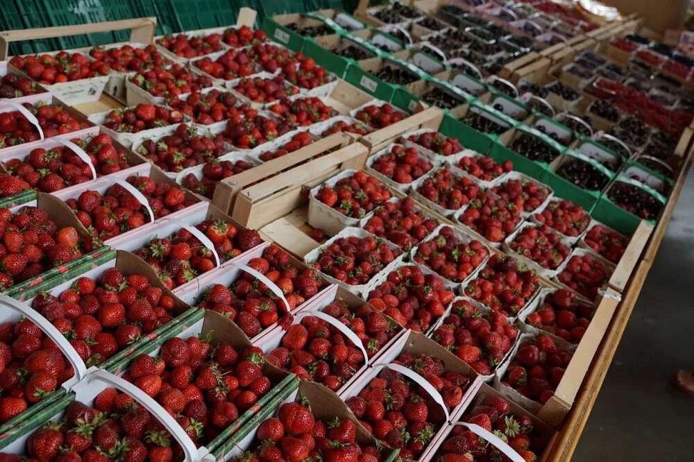 Клубника магазин фото Опыление шмелями улучшает срок хранения клубники
