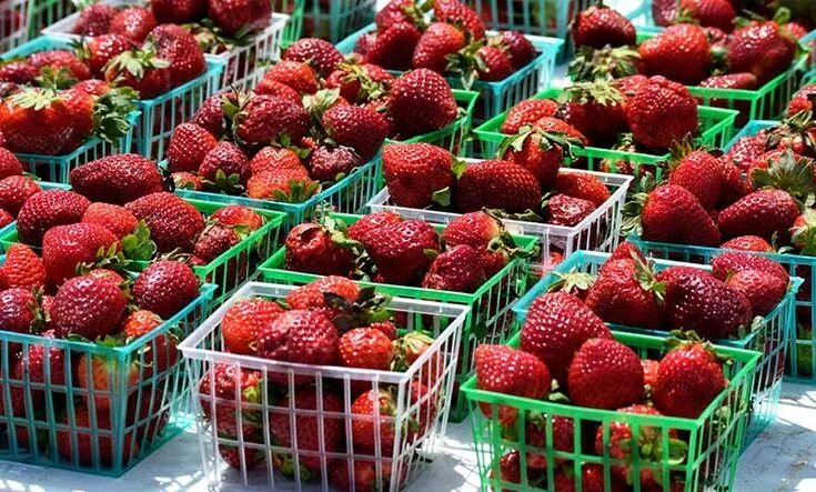 Клубника магазин фото Origin solución de rastreo de alimentos basada en Blockchain Strawberry, Festiva