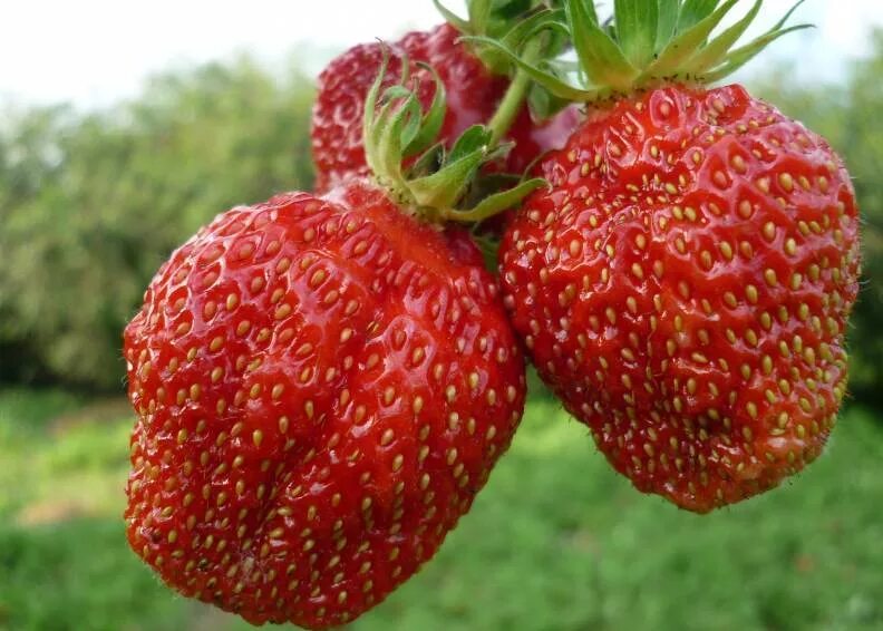 Клубника максим описание сорта фото отзывы Купить саженцы Клубника Гигантелла в питомнике. Для сорта Клубника Гигантелла ес