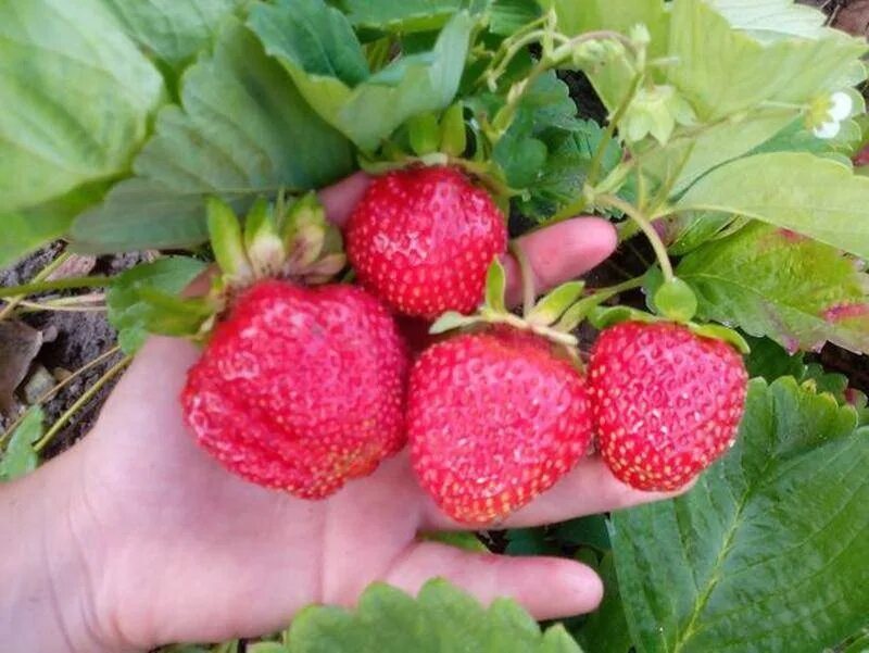 Клубника максим описание сорта фото отзывы Продам усы клубники Гигантелла 2023 КУПИ-ПРОДАЙ БЛАГОВЕЩЕНСК РБ ВКонтакте