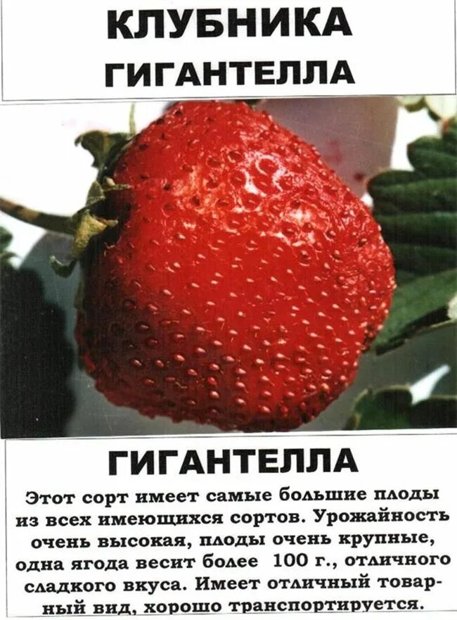 Клубника максим описание сорта фото отзывы Клубника Богема: описание и особенности сорта, посадка и уход, отзывы