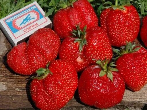 Клубника максим описание сорта фото отзывы Клубника Максим купить в Москве, растения по цене от 490 руб. в питомнике и инте