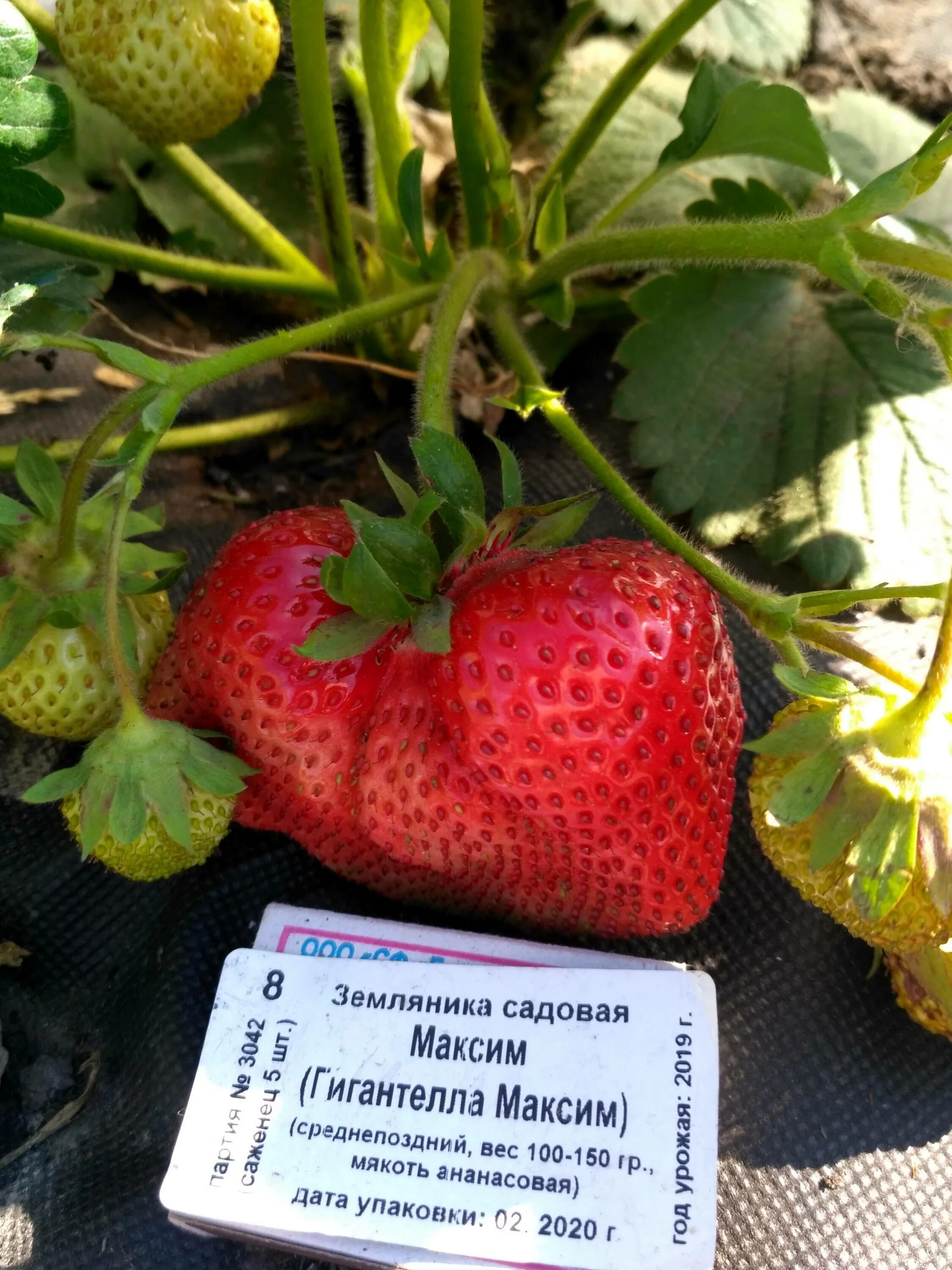 Клубника максим описание сорта фото отзывы Клубника описание сорта отзывы - CormanStroy.ru