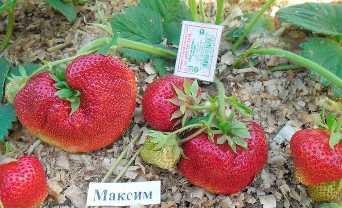 Клубника максим описание сорта фото отзывы Клубника Максим Клубника и Земляника!. Плодово-ягодные луковицы, рассада и сажен