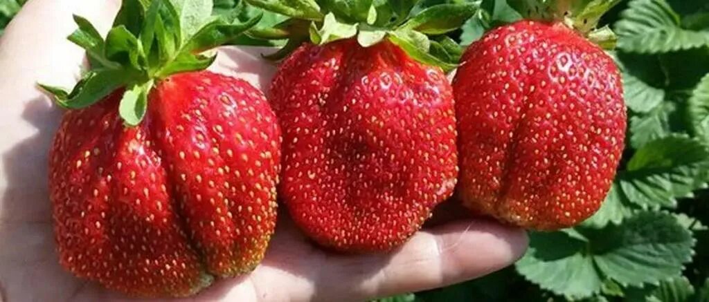 Клубника максим описание сорта фото отзывы Клубника сорта "Максим": описание и советы по выращиванию