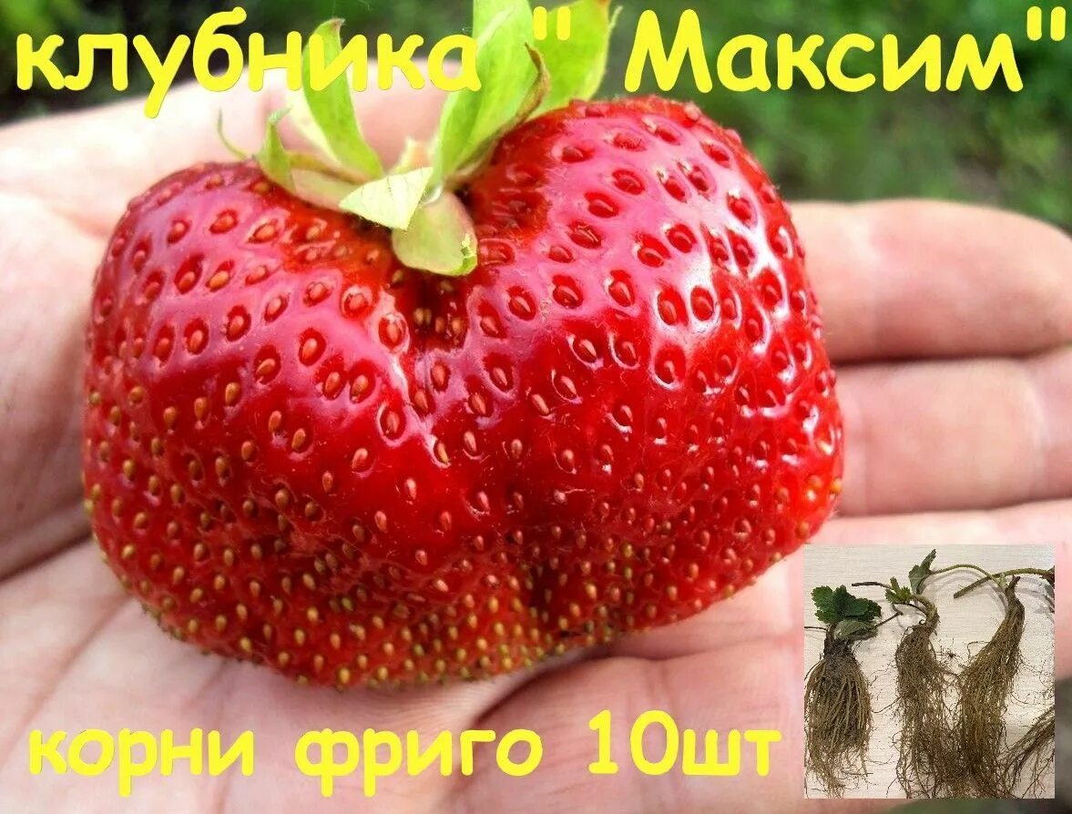 Клубника максим отзывы фото Корни - купить с доставкой по выгодным ценам в интернет-магазине OZON (914142146