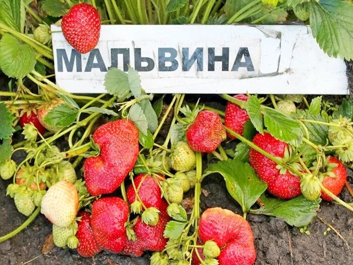 Клубника мальвина фото Купить рассаду клубники Мальвина за 340 руб. в интернет магазине Клубничная поля