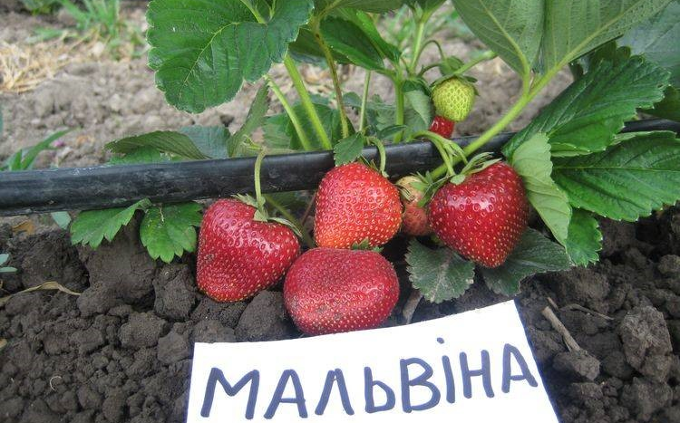 Клубника мальвина описание и фото отзывы Сорт "МАЛЬВИНА" (ПСС) - Клубника и продукты