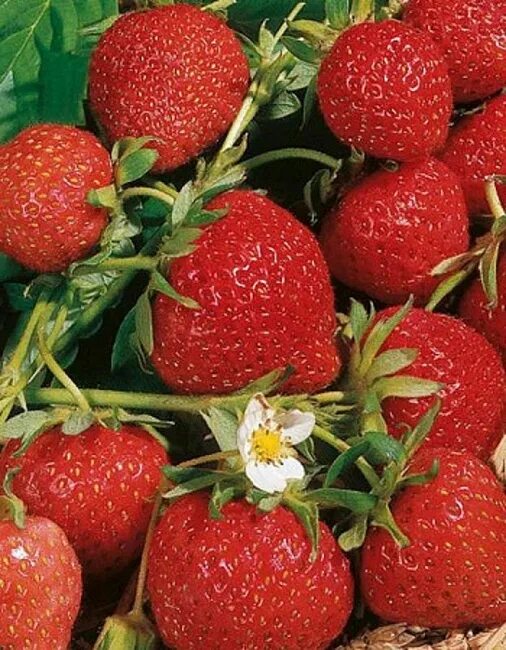 Клубника мангуст описание сорта фото Земляника садовая Магнус 1 шт р9 - купить в интернет-магазине "Агросемфонд" с до
