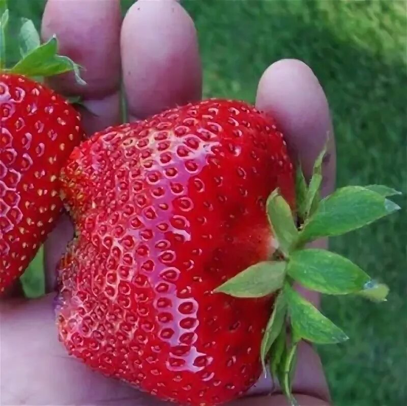 Клубника мангуст описание сорта фото ЗЕМЛЯНИКА КРУПНОПЛОДНАЯ ПАНДОРА