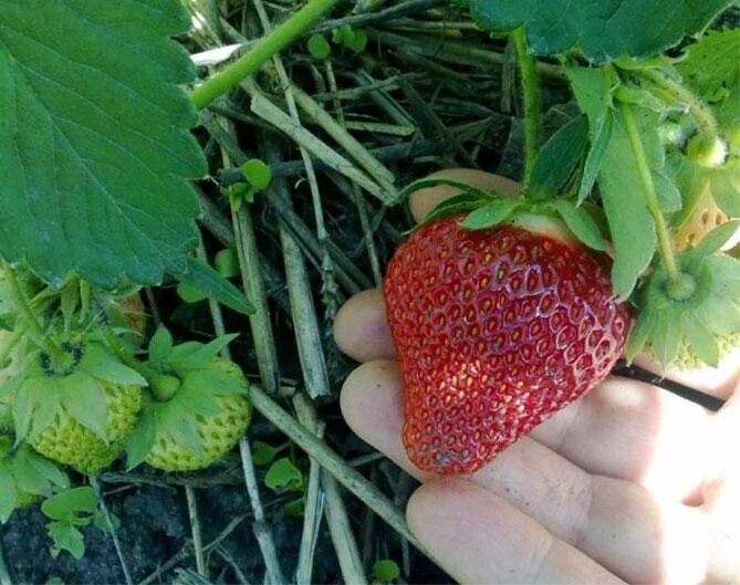 Клубника мангуст описание сорта фото отзывы Неактивно