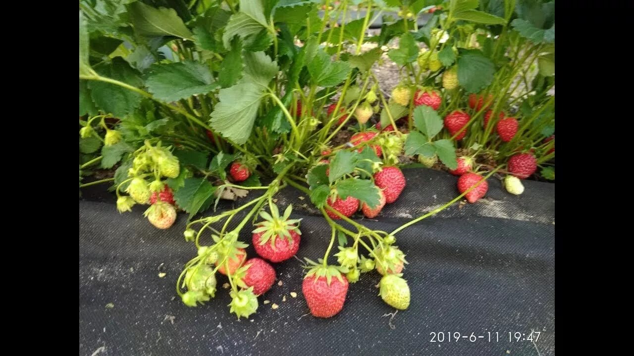 Клубника мара де буа фото МАРА ДЕ БУА. Вкуснейший сорт нейтрального светового дня. - YouTube