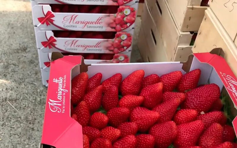 Клубника маригет описание сорта фото Идеи вертикальных грядок своими руками на садовом участке: из досок, паллет + фо