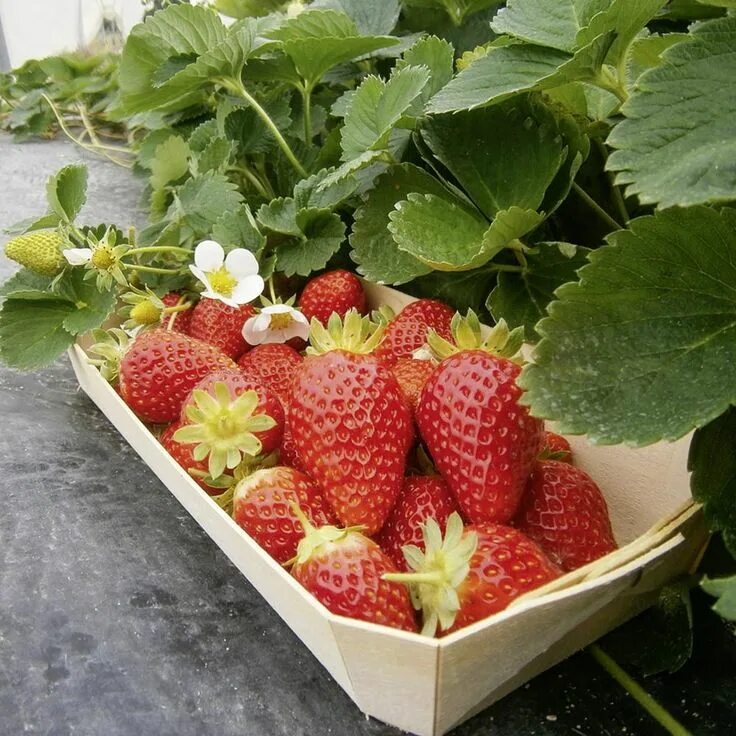Клубника маригет описание сорта фото Fraisier MARIGUETTE ® cov Marionnet 99 Fraisier remontant, Fraisier plante, Frai