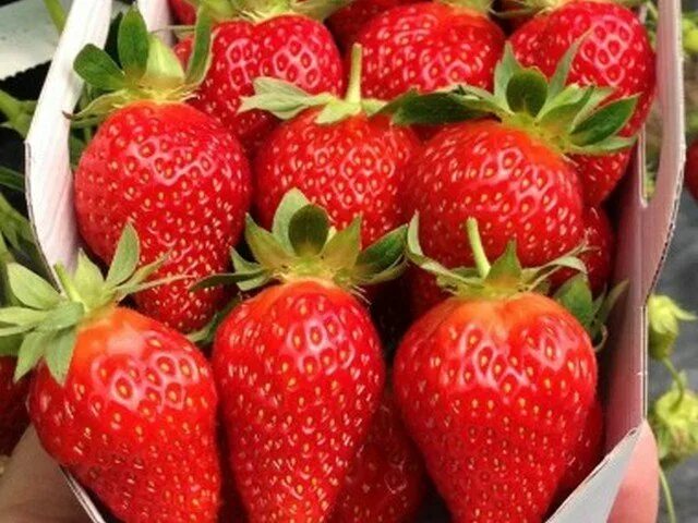 Клубника маригет описание сорта фото Клубника маригет AnikStroy.ru