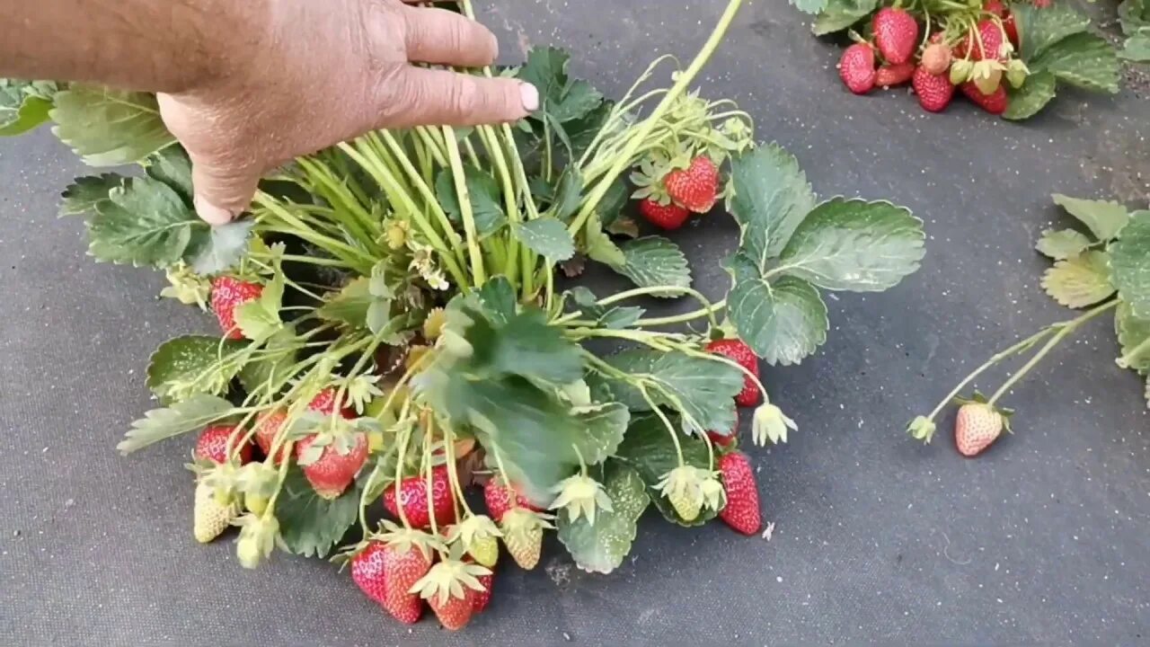 Клубника маригет описание сорта фото Самые вкусные сорта клубники, сорт Маригет! / - YouTube