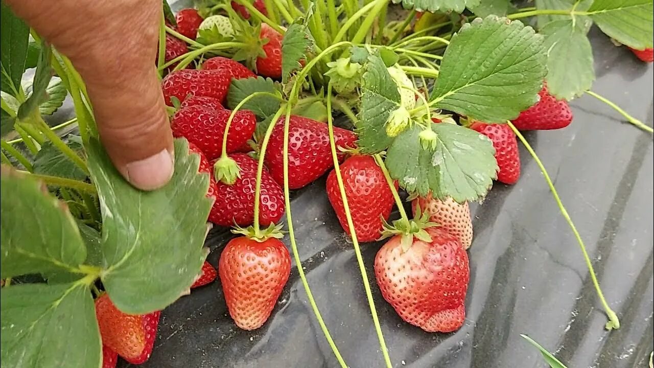 Клубника маригет описание сорта фото Клубника сорта Альба в открытом грунте на 30.04.2021г - YouTube