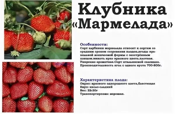 Клубника мармелада описание сорта фото Картинки КЛУБНИКА МАРМЕЛАДА ОПИСАНИЕ СОРТА ОТЗЫВЫ САДОВОДОВ УРОЖАЙНОСТЬ