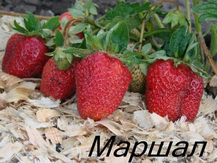 Клубника маршал описание сорта фото отзывы садоводов Клубника Маршал купить саженцы почтой