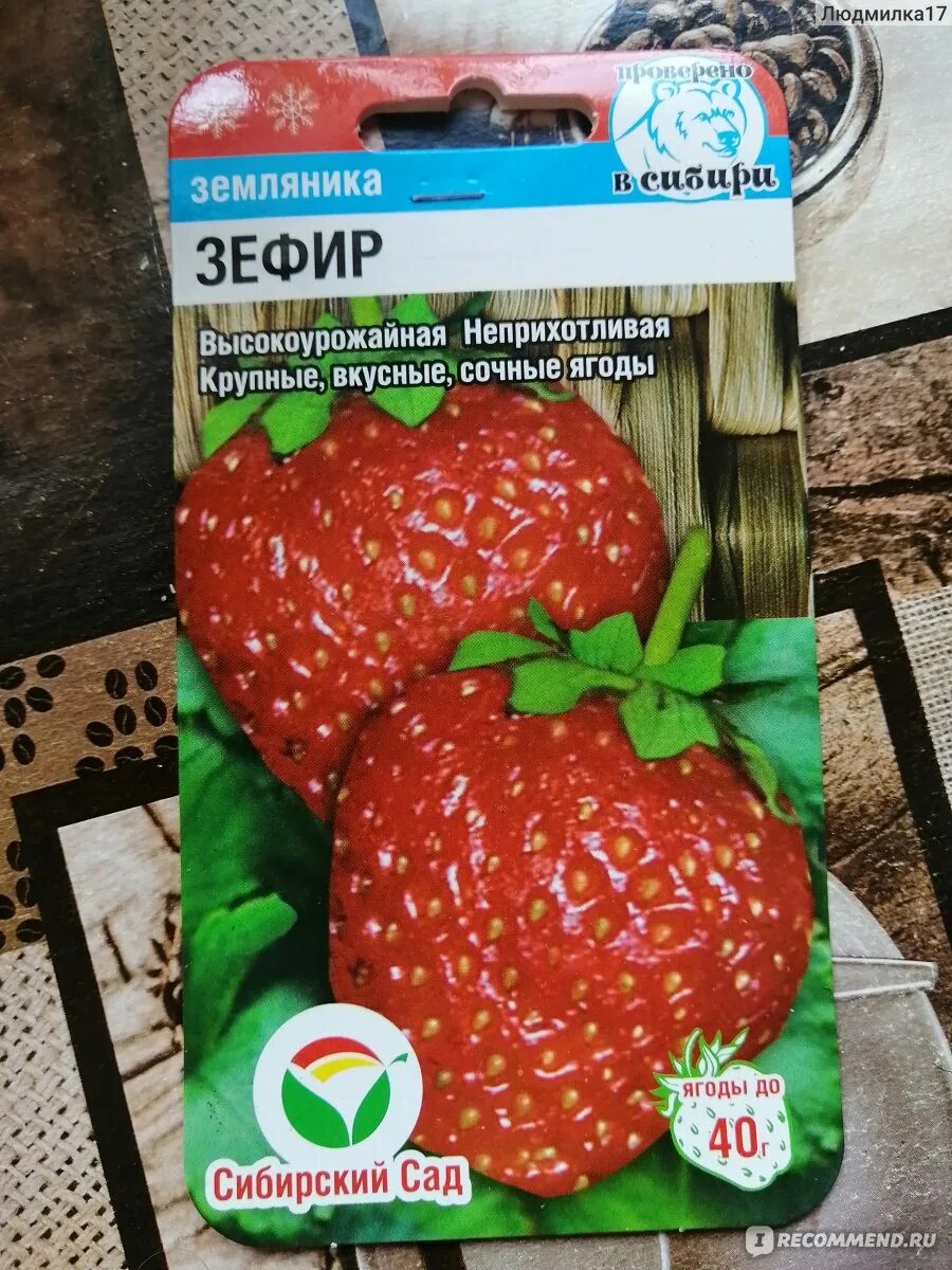 Клубника маршмеллоу описание сорта фото отзывы Земляника крупноплодная (клубника) Зефир - "Хоть взошла, и то хорошо! " отзывы
