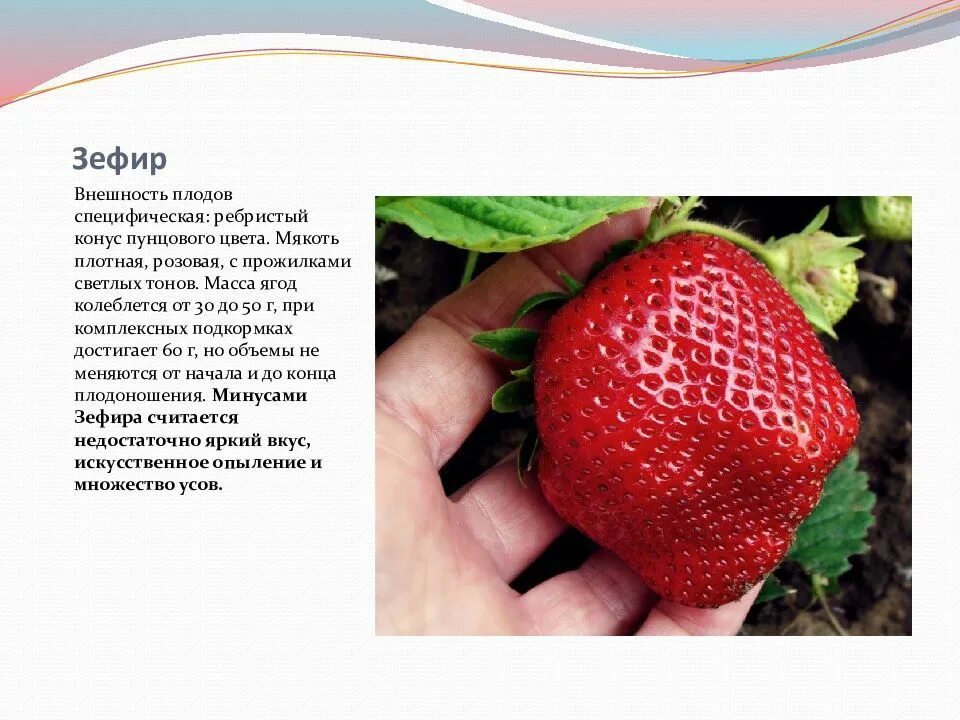 Клубника маршмеллоу описание сорта фото отзывы Клубника маршмеллоу описание: найдено 83 изображений