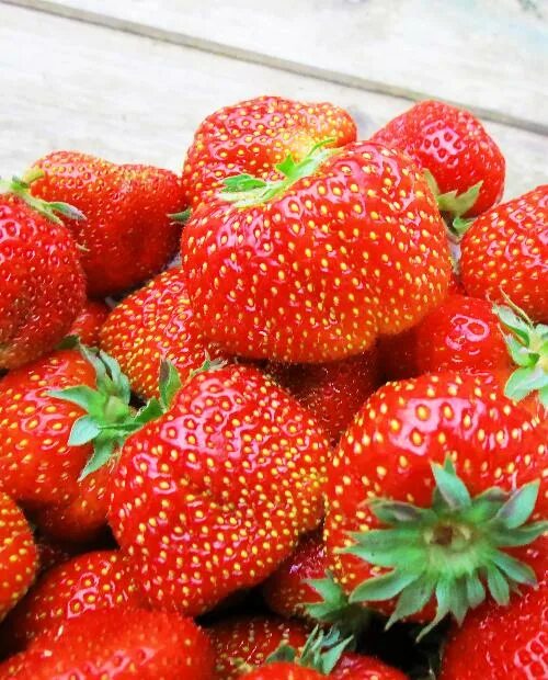 Клубника маршмеллоу описание сорта фото отзывы Клубника Зефир - купить в интернет-магазине Агро-Маркет24