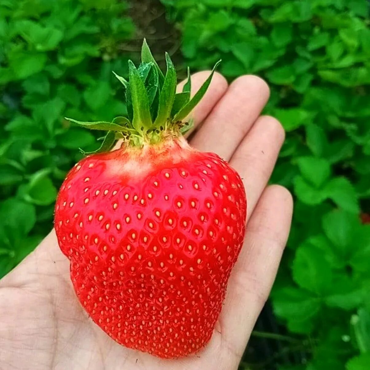 Клубника маршмеллоу описание сорта фото отзывы Клубника Зефир (ранний сорт) купить по цене 280 ₽ за 5 шт. в Москве в интернет-м