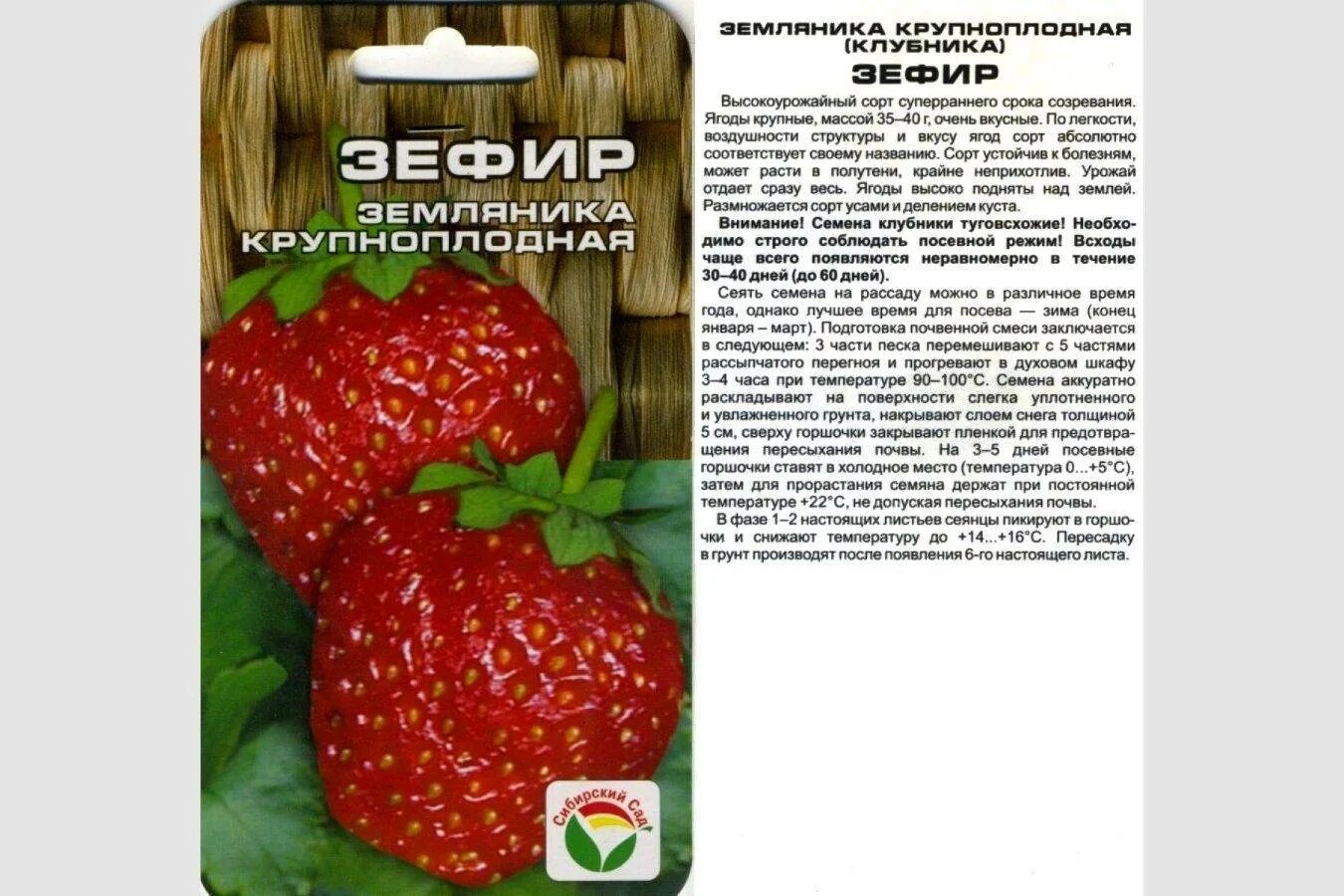 Клубника маршмеллоу описание сорта фото отзывы Земляника женева описание сорта фото отзывы садоводов Фитостудия-63.ру
