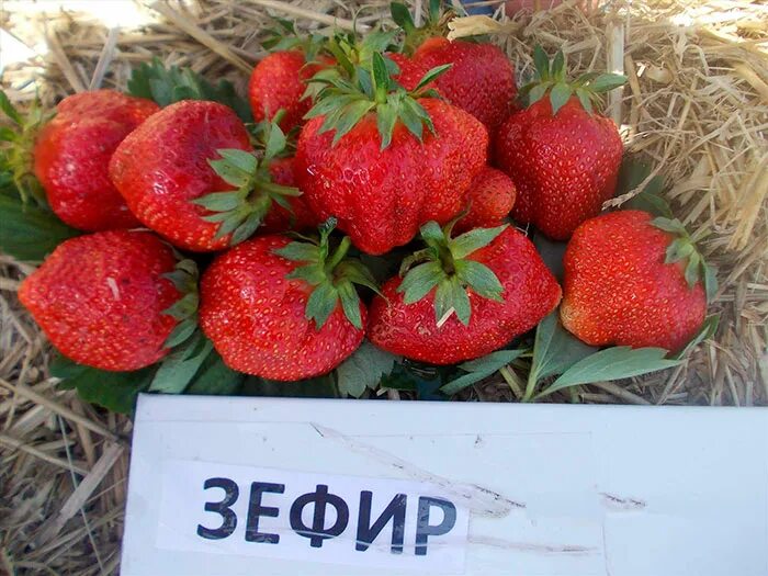 Клубника маршмеллоу описание сорта фото отзывы Клубника Зефир - Садовый центр Песочный